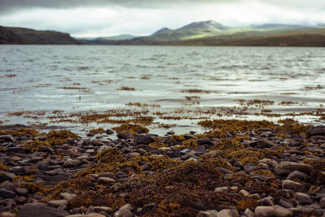 Seaweed Salt: Benefits, Flavour, and Everyday Uses